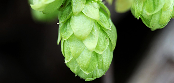 Humulus Lupulus (Hops) Cone Extract